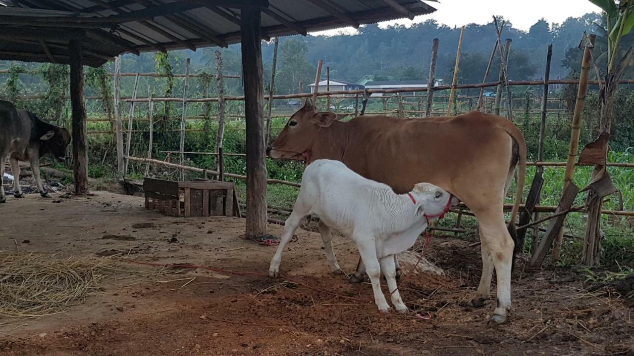 ฮ้างนาตาจันทร์ Farm stay *