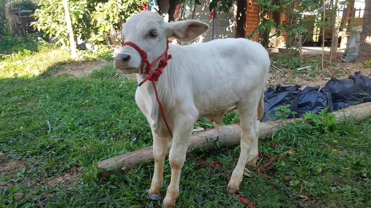 ฮ้างนาตาจันทร์ Farm stay *